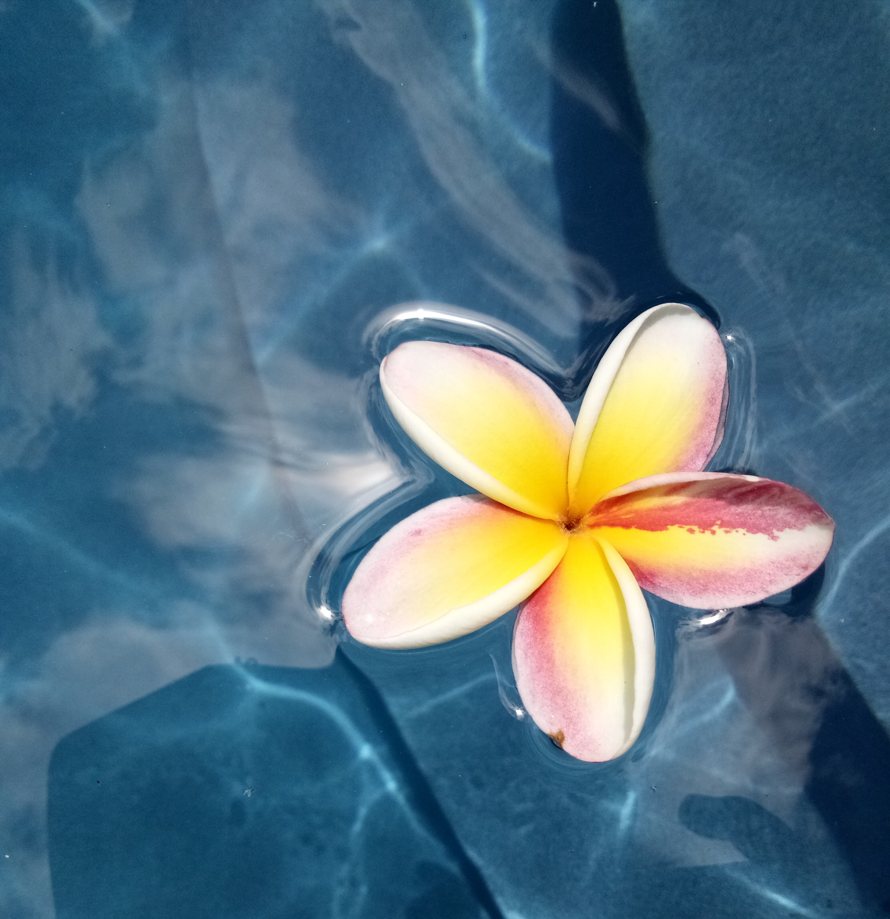 Fleur à la surface de l’eau, dans l’univers du massage aquatique